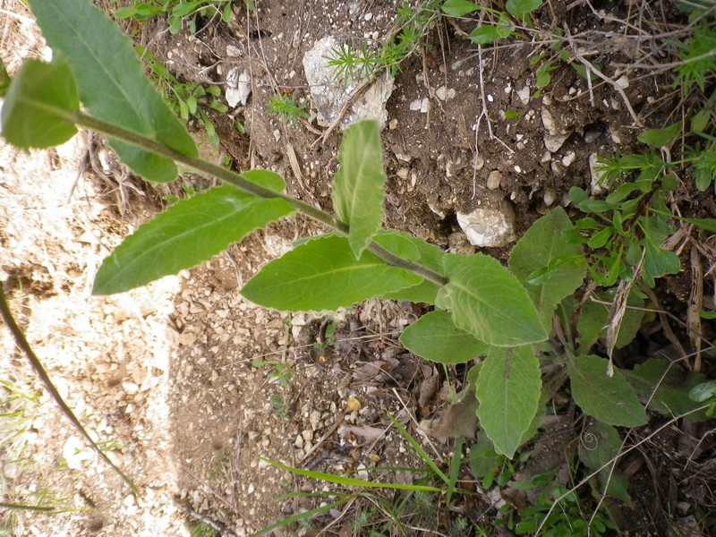 Arabis turrita